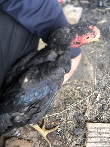 яйцо инкубационное бройлер: Продаю | Петух | Бойцовая | Для разведения — 3