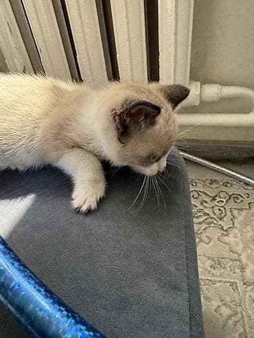 cat litter: Кошка даром: Беспородная, 1 месяц, Девочка — 2