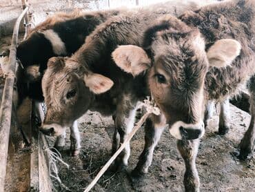 продам бу оборудование для птицефабрики: Продаю | Бык (самец) | Швицкая, Симментальская, Аулиекольская | На откорм — 6