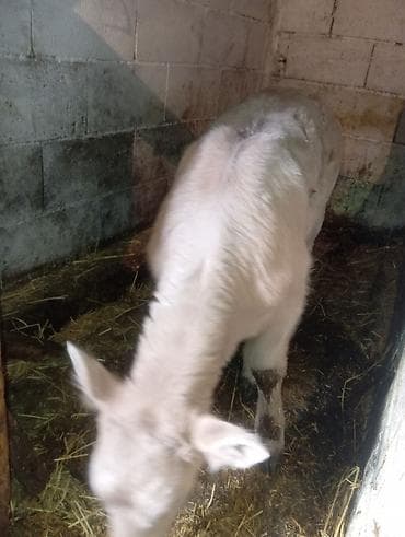 Продаю | Музоо, торпок | Для молока | Искусственник