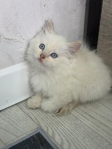 Мышыктар: Котята домашние, короткошёрстные. В помёте два малыша: - Окрас — 7