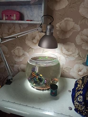 Аквариумы: Аквариумный комплект для бойцовой рыбки (Betta) Состав: - Круглый — 3