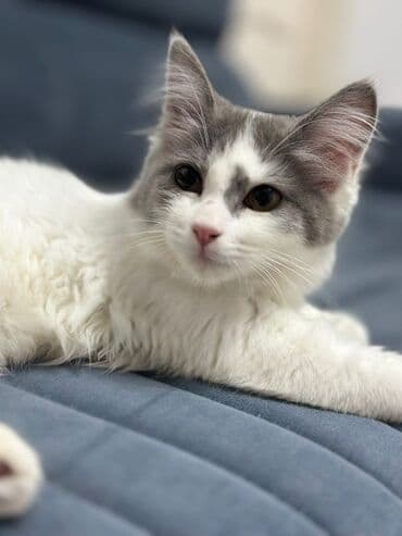 мейн кун бишкек 😺 питомник lyubushka 🐈 купить котенка 🐾 цена фото: Котёнок с двухцветным окрасом (белый с серыми пятнами) и полудлинной — 2