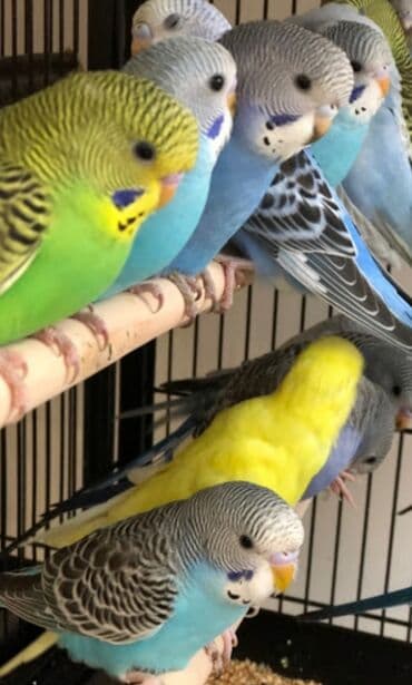 трафареты для рисования животных: Попугаи, попугай волнистые хорошо учатся говорить и приручаются к — 5