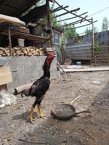 Птицы: На продаже Петух породы дакан хороших кровей — 7