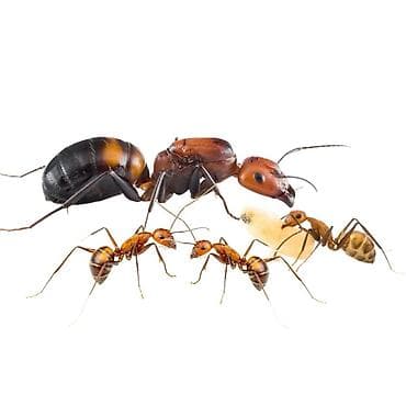куриный крылышки: Продаю матку Camponotus nicobarensis — 1