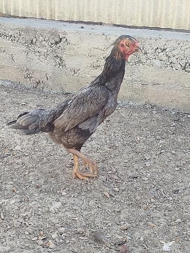 бенгальская кошка фото цена: Продаю | Петух — 1