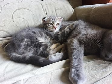 кошка продаётся: Скотиш Фолд (Шотландская вислоухая), 2 месяца, Мальчик, Серый — 2