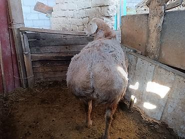 бройлер тушки: Продаю | Баран (самец) | Арашан | Для разведения | Осеменитель — 4