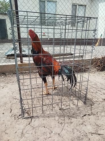 толк кана: Дакан тулок короз сатылат алмашу жолдору бар домашний тооко алмашам — 6