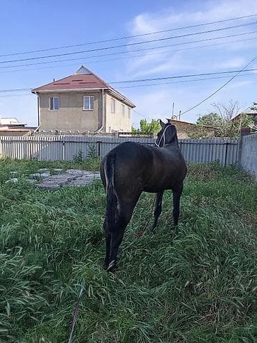 кошка британец: Продаю | Жеребец | Для разведения — 4