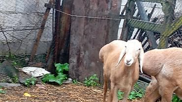 тайган щенки: Продаю | Козёл (самец) — 1