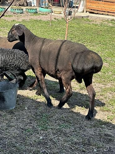 Животные: Продаю | Овца (самка) | На забой | Матка — 9