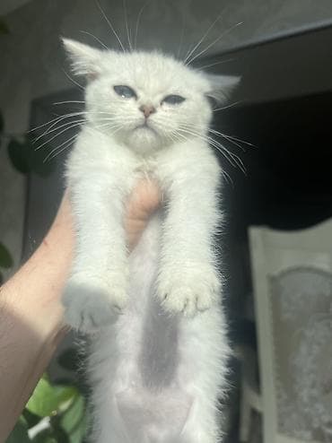 купить породистую кошку: Британский котёнок серебристого окраса (chinchilla/silver shaded). - — 9