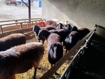 декларативный кролик: Продаю | Овца (самка) | Эдильбаевская | Для разведения | Племенные — 3