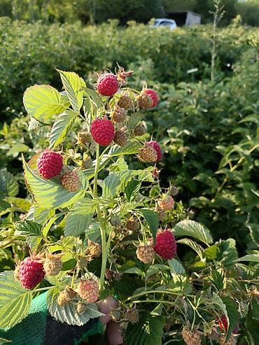 Бакча эмереги: Малина (саженцы/побеги плодоносящих кустов)Полька!!! Описание: - — 5