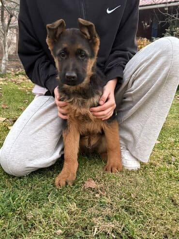 акустические системы bowers amp: Немецкая овчарка, 3 месяца, Самец, С прививкой — 4