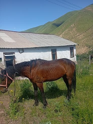 рыцари: Продаю | Конь (самец) | Конный спорт — 5