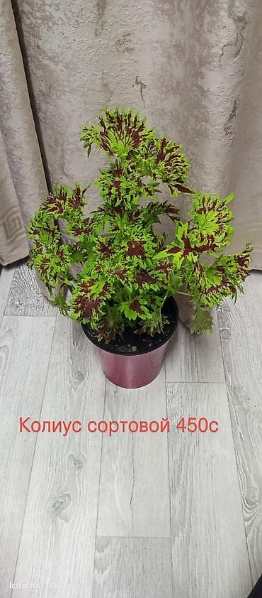 plaud note: Комнатные растения в горшках: - Колиус — декоративно-лиственное — 7