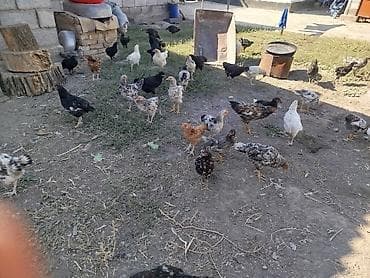 куры простые: Продаю | Куры | Для разведения — 3