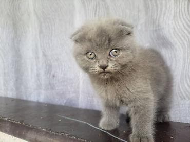 Продажа кошек: Шотландские вислоухие котята, окраc — сплошной серый (blue). Плюшевая — 3