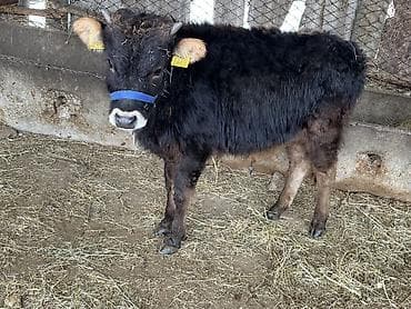 Продаю | Музоо, торпок | На откорм