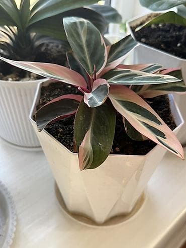 Сейфтер: Комнатные растения в декоративных горшках (набор). Состав набора: - — 3