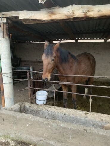 сколько стоит лабрадор собака: Продаю | Кобыла (самка), Жеребец | Для разведения, Конный спорт, На забой | Племенные — 3