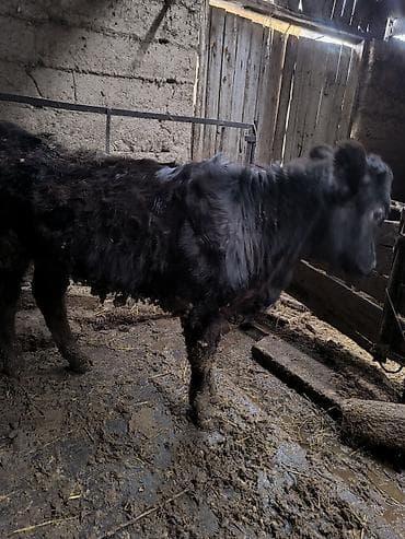 Аквариумы: Продаю | Тёлка | На откорм, Для разведения — 2