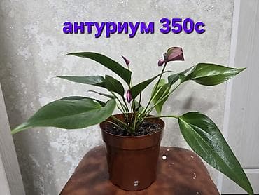 Комнатные растения: Комнатные растения в горшках 1) Гузмания (Bromeliaceae) - Эффектное — 4