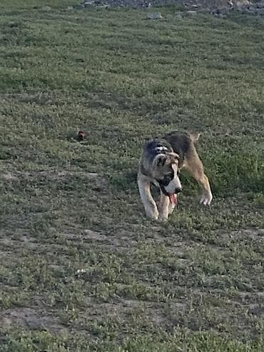 аргентинский дог: Алабай, 4 месяца, Самец, С прививкой — 4