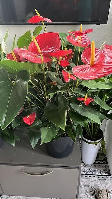 цветок антуриум цена: Антуриум (Anthurium andreanum) — эффектное комнатное растение с — 2