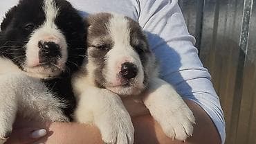породы собак в бишкеке: Алабай, 1 месяц, Самец — 5