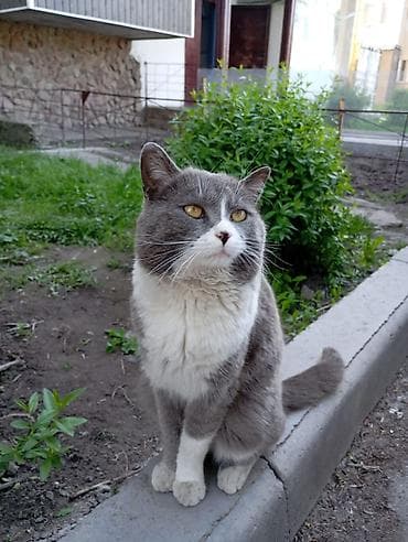 сиямские кошки: Мальчик — 3