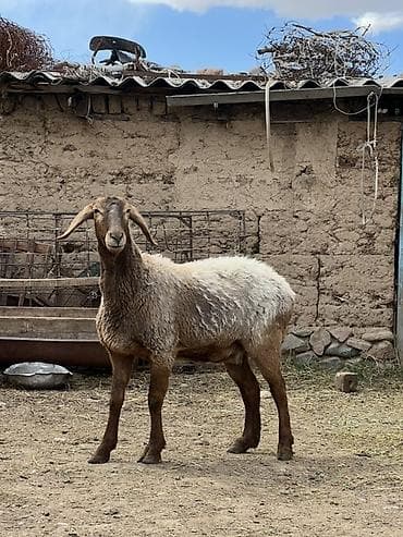 машинки для стрижки животных: Продаю | Овца (самка) | Арашан | Для разведения | Матка — 2