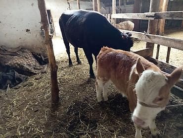 домашний кошка: Продаю | Корова (самка) | Для молока | После отела — 5