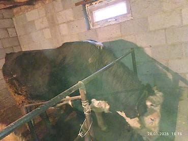 швиц парода: Продаю | Бык (самец) | Симментальская | Для разведения, Для молока — 2