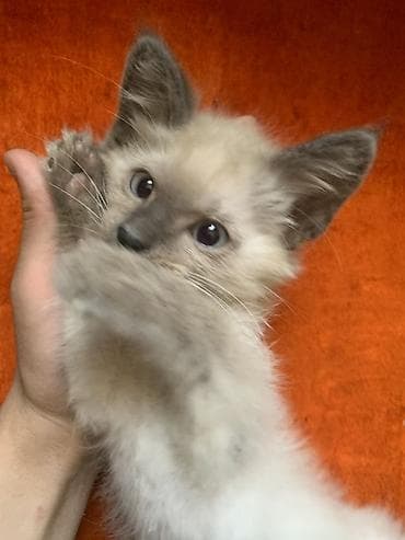 кошка мальчик: Отдам в добрые руки котенка мальчик 2,5 месяцев — 1