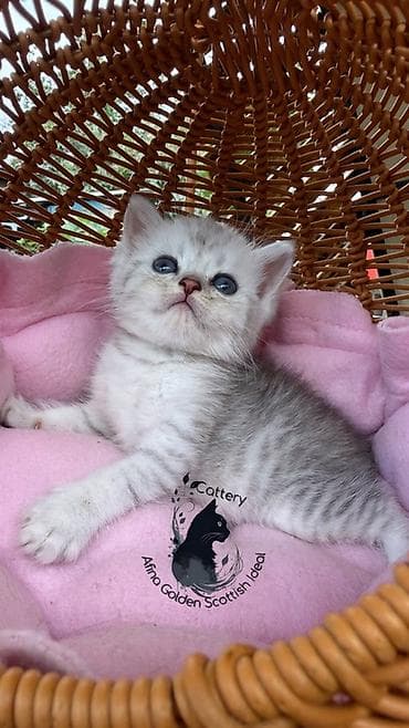 кошка черная: Британская короткошёрстная, 1 месяц, Мальчик, Серебристая шиншилла, Приучена к лотку — 10
