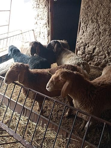 Продаю | Баран (самец) | Полукровка | Для разведения