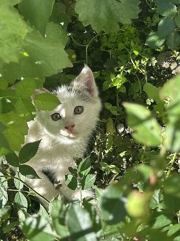 Отдам даром кошку: Котята мальчишки и одна девочка Отдадим в добрые руки ДОСТАВИМ по — 2