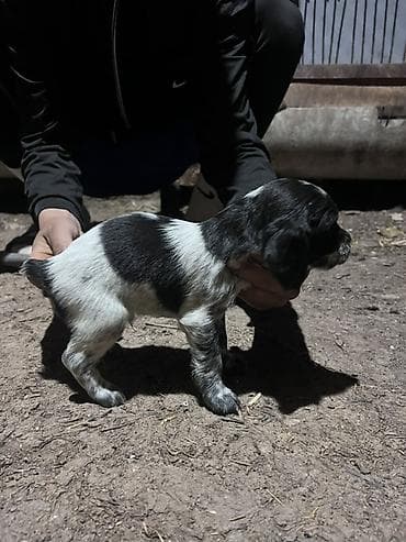 бенгальская кошка домашняя: Щенок с черно-белым окрасом, коротким хвостиком и плотным костяком — 5