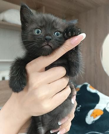 котята новорожденные: Котята, домашние, очень ласковые и игривые. - Окрас: один полностью — 1
