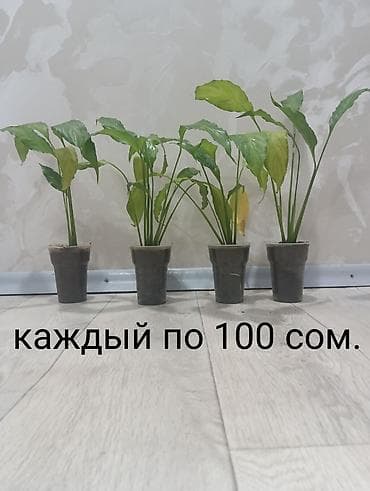 фикус пумила: Комнатные растения (саженцы в стаканчиках) - Вид: спатифиллум — 2