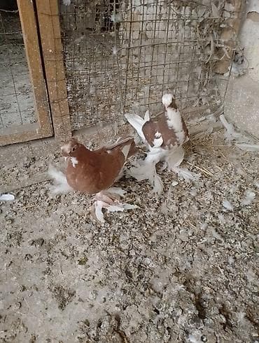 утята муларды купить: На игру гарантия голубь и голубка ещё не вылетали — 2