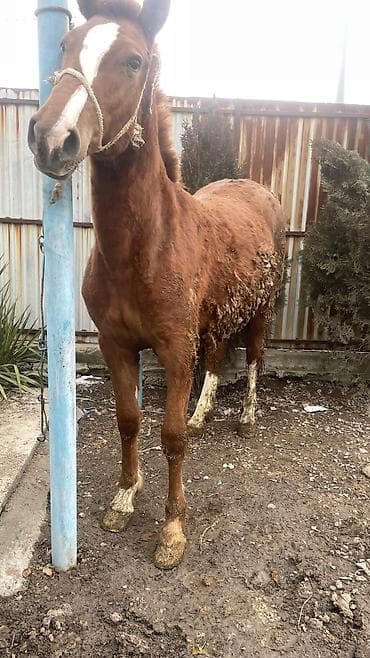 жылкы жаныбар: Сатам | Бээ (ургаачы) | Көбөйтүү үчүн | Асыл тукумдуу — 4