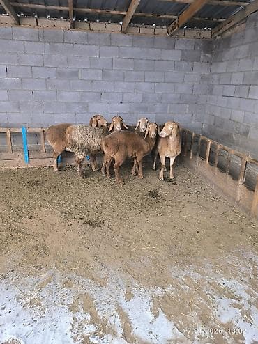 корова голштин: Продаю | Овца (самка), Ягненок | Арашан | Для разведения | Ярка — 2