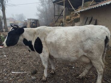 Грызуны: Продаю | Корова (самка) — 1