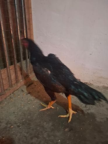 Коровы, быки: Продаю | Петух | Бойцовая | Для разведения — 3