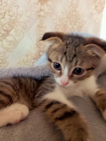 кошки мальчики: 3 месяца, Мальчик, Биколор, Метис — 2